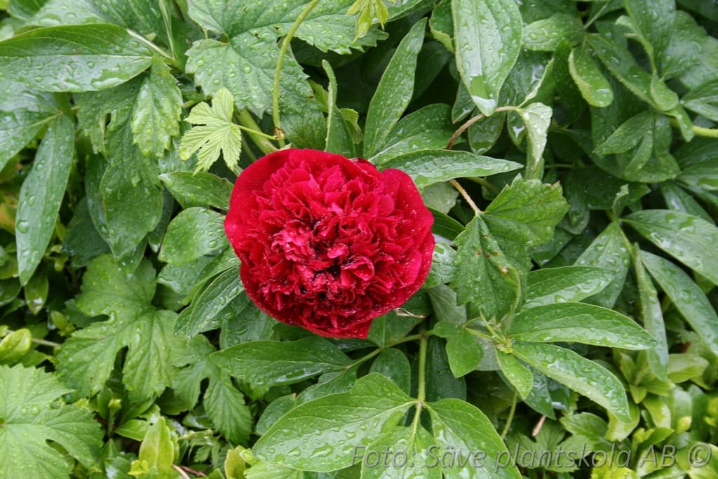 Paeonia officinalis 'Rubra Plena'
