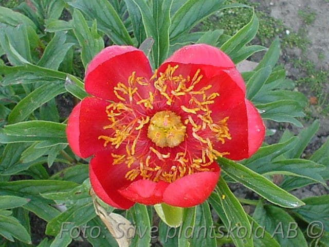 Paeonia peregrina 'Otto Froebel'