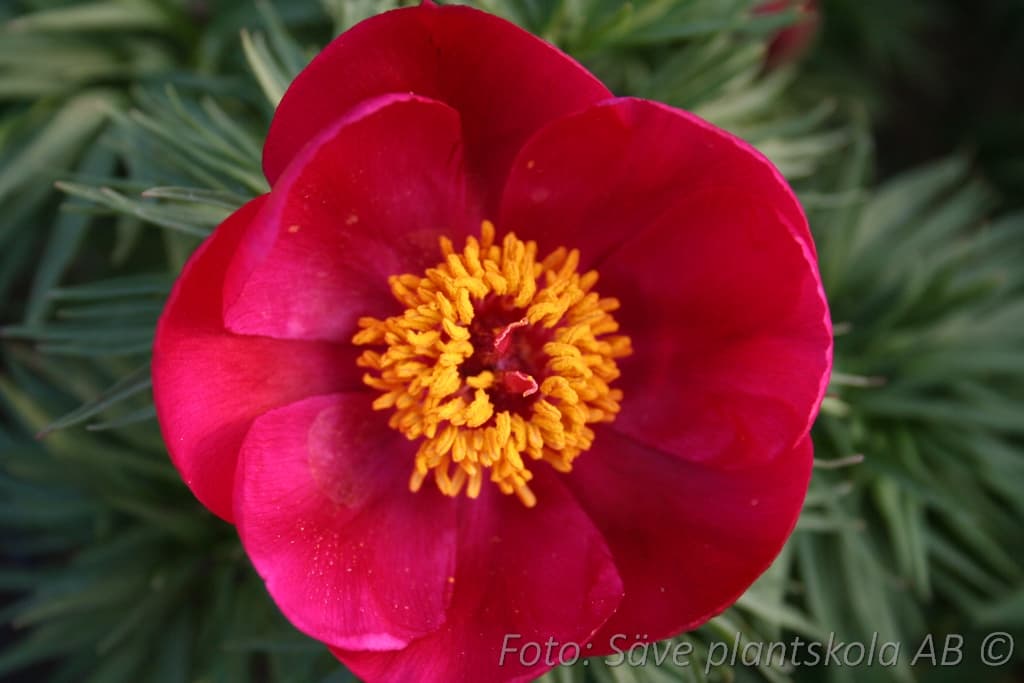 Paeonia tenuifolia