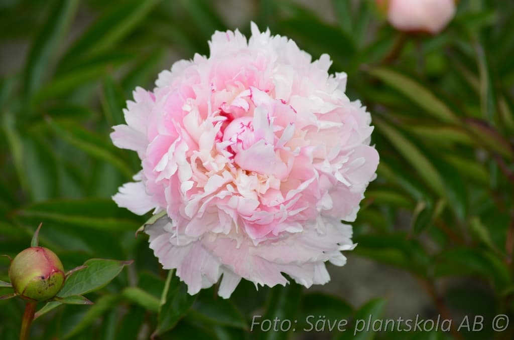 Paeonia lactiflora 'Angel Cheeks'