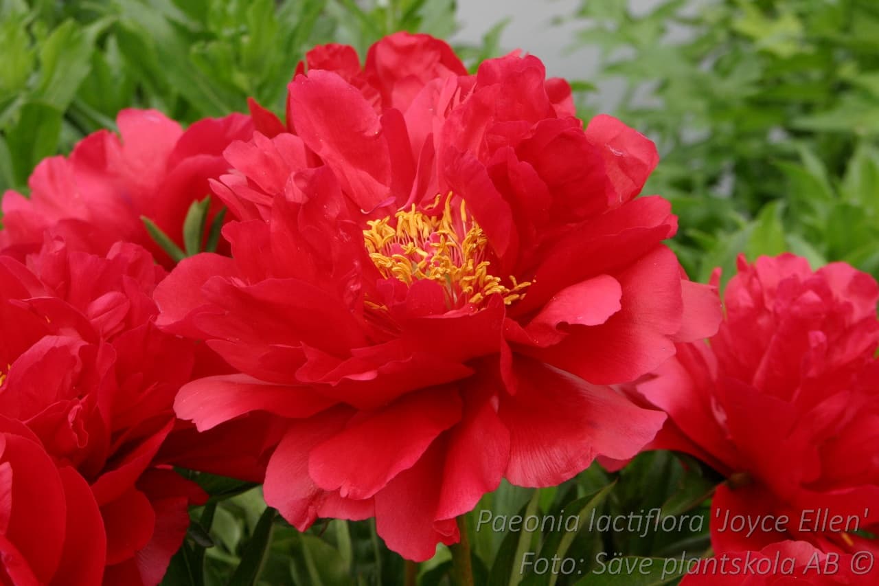 Paeonia lactiflora 'Joyce Ellen'