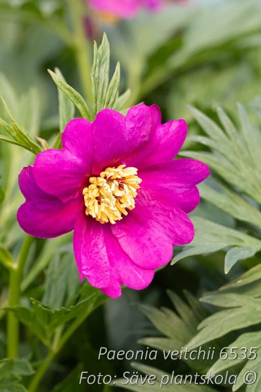 Paeonia veitchii