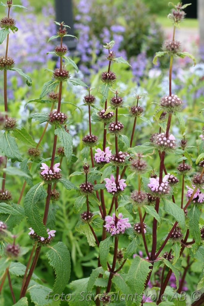 Phlomis tuberosa 'Amazone'