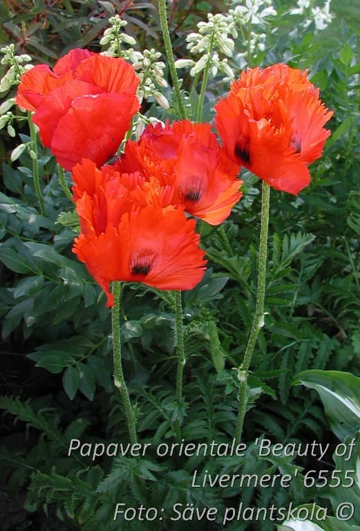 Papaver orientale 'Beauty of Livermere'