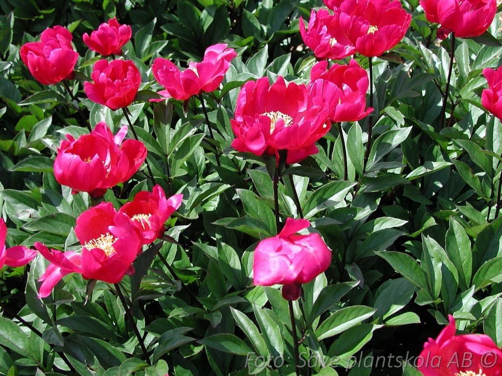 Paeonia lactiflora 'Svarte Petter'