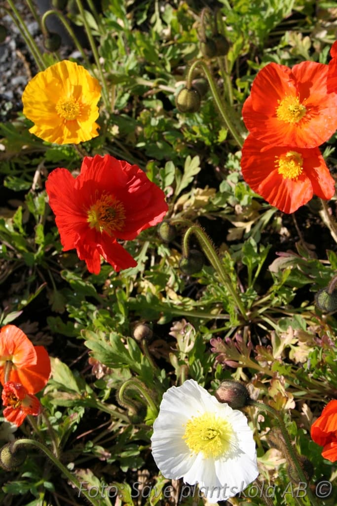 Papaver nudicaule 'Gartenzwerg'