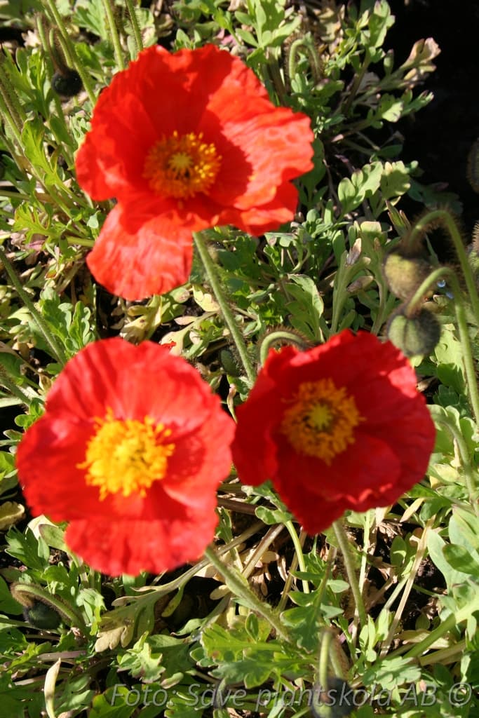 Papaver nudicaule 'Matador'