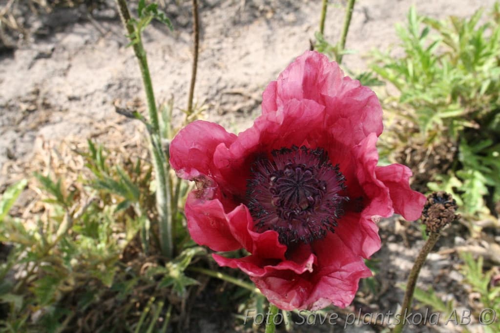 Papaver orientale 'Patty's Plum'