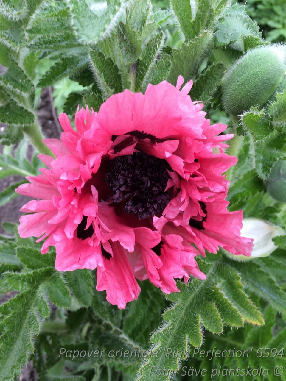 Papaver orientale 'Pink Perfection'