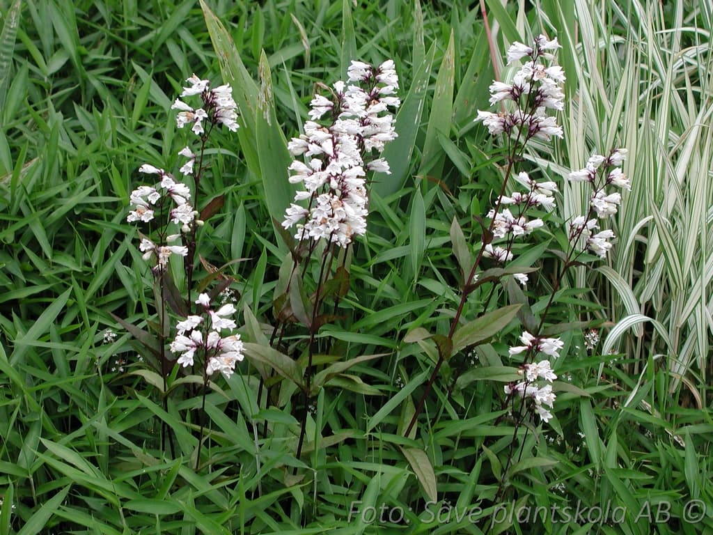 Penstemon digitalis  'Huskers Red'