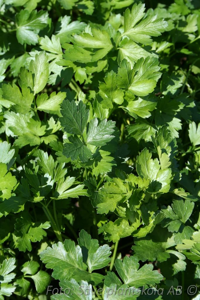 Petroselinum crispum 'Gigante d` Italia'