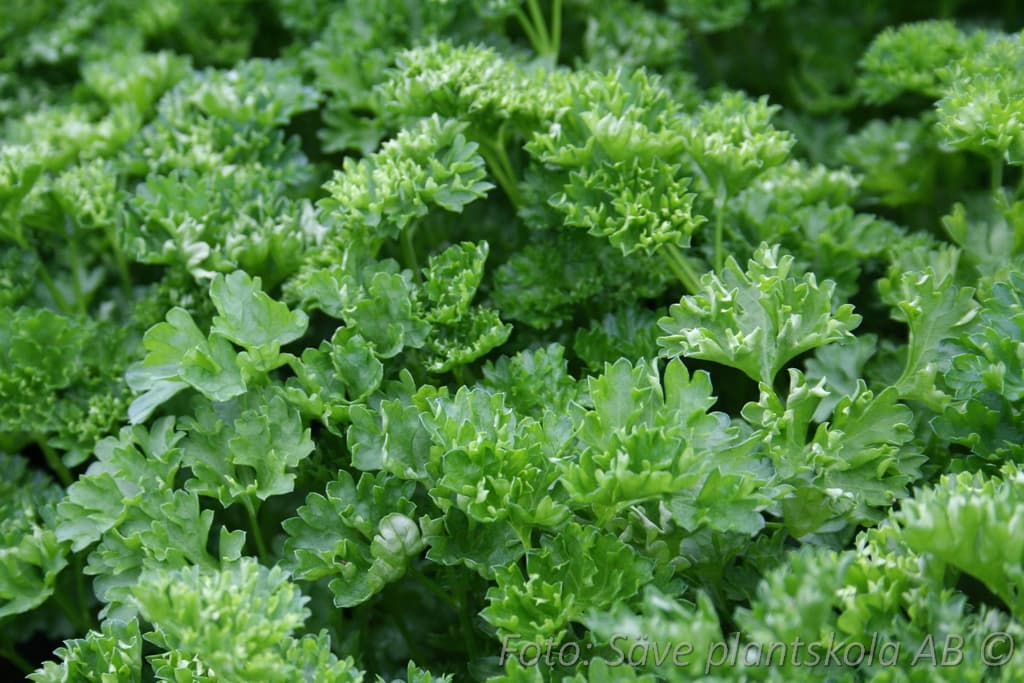 Petroselinum crispum 'Mooskrause'