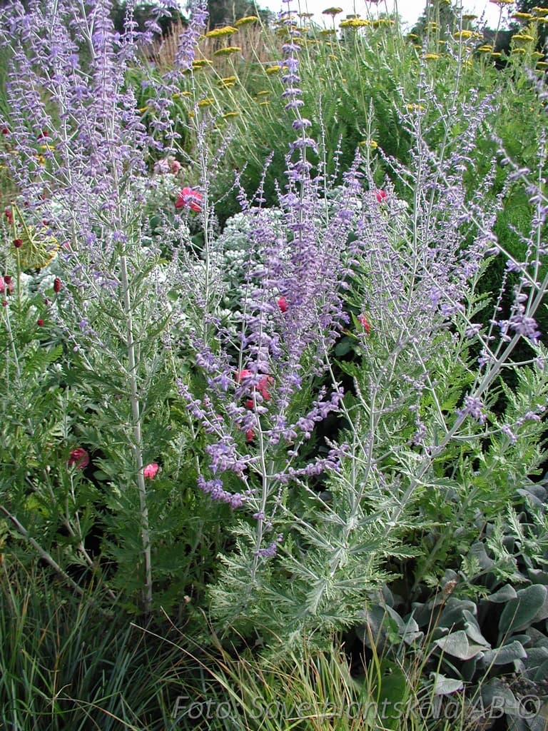 Perovskia atriplicifolia 'Blue Spire'