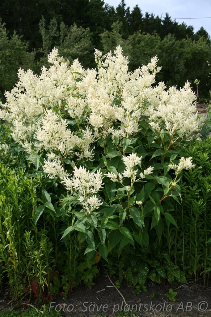 Aconogonon polymorpha 2 L