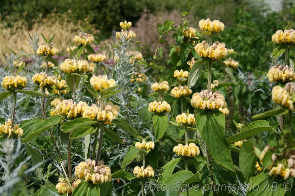 Phlomis russeliana