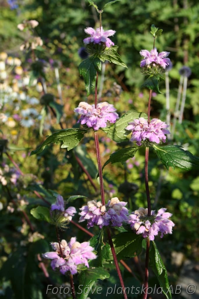 Phlomis tuberosa