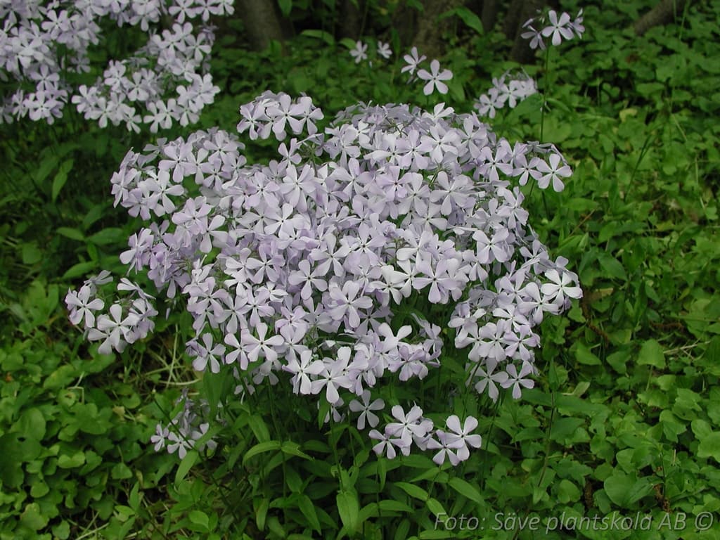 Phlox divaricata  'Clouds of Perfume'