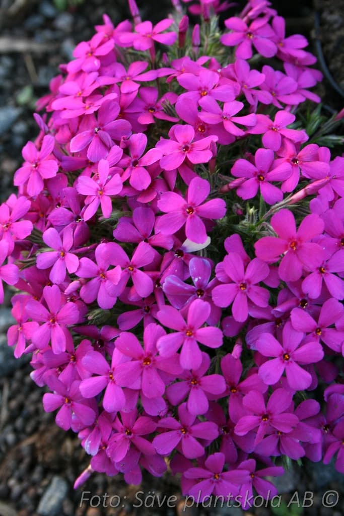 Phlox douglasii  'Crackerjack'