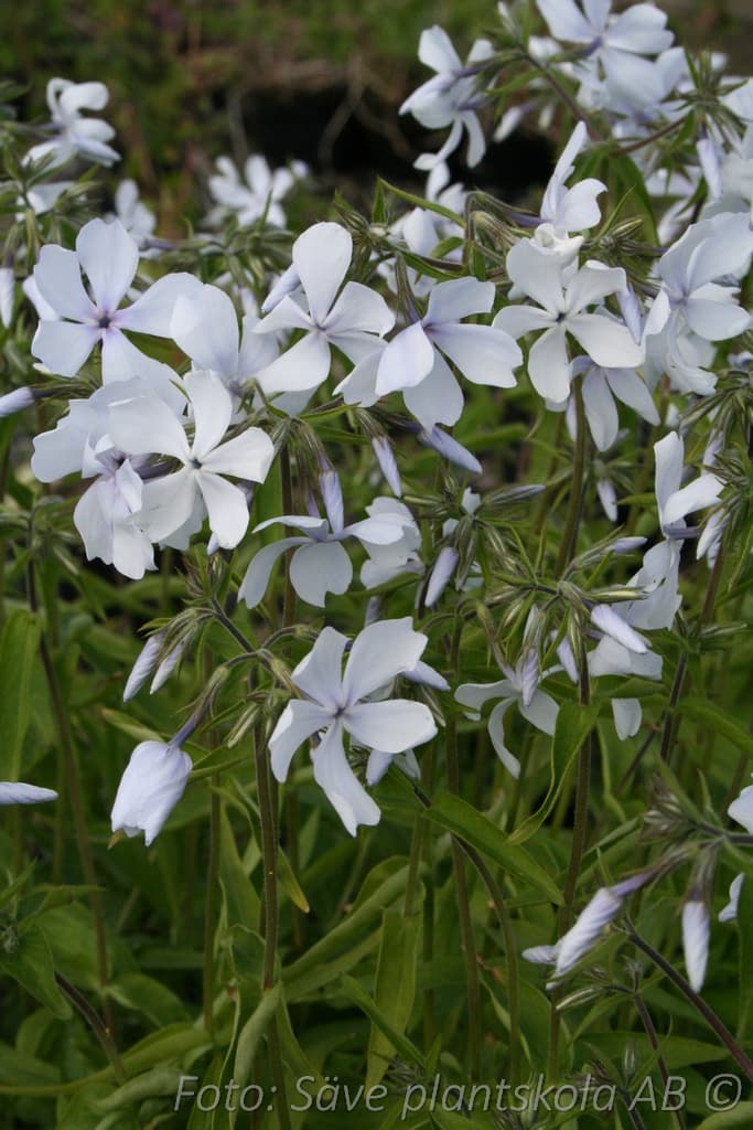 Phlox divaricata  'White Perfume'