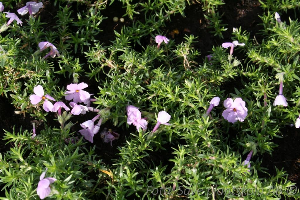 Phlox douglasii 'Lilac Cloud'