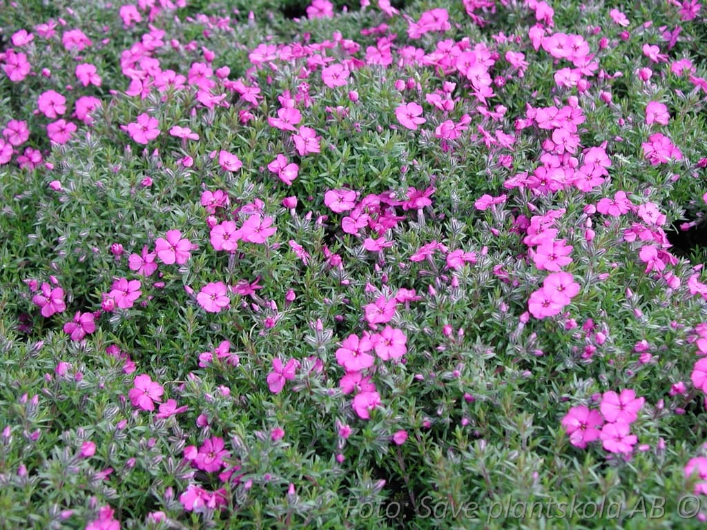 Phlox douglasii  'Red Admiral'