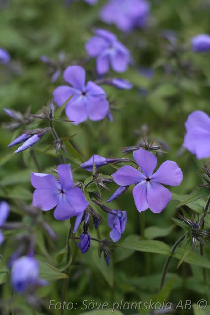 Phlox divaricata  'Blue Moon'