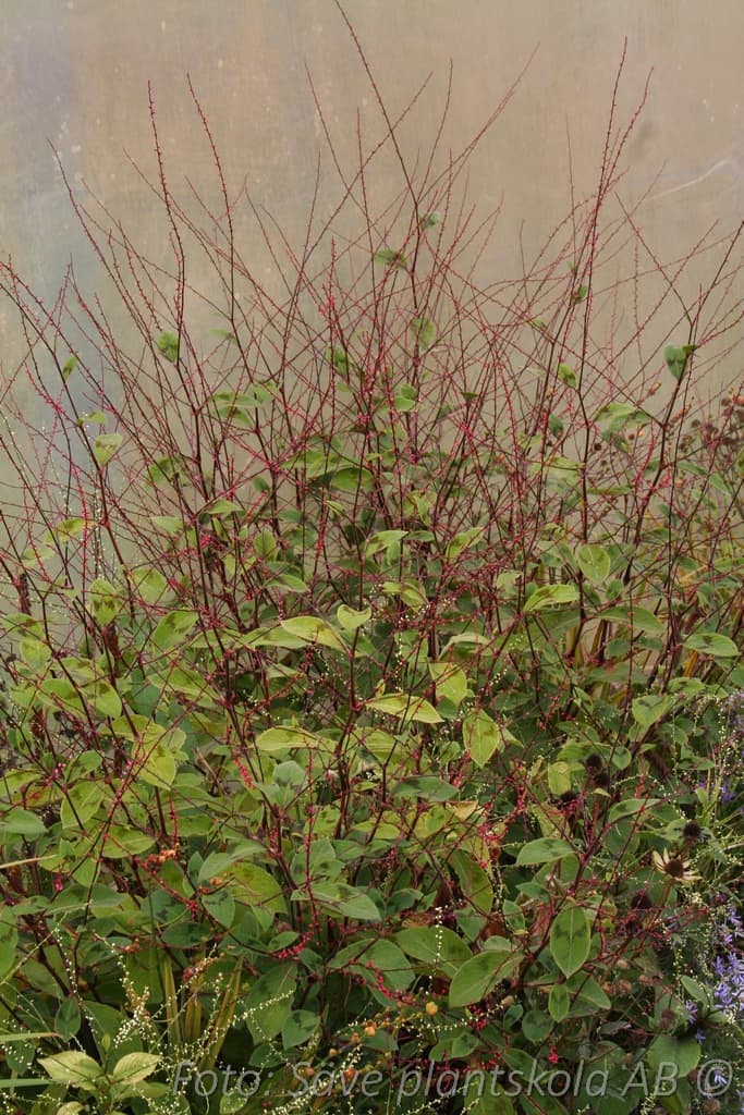 Persicaria filiformis