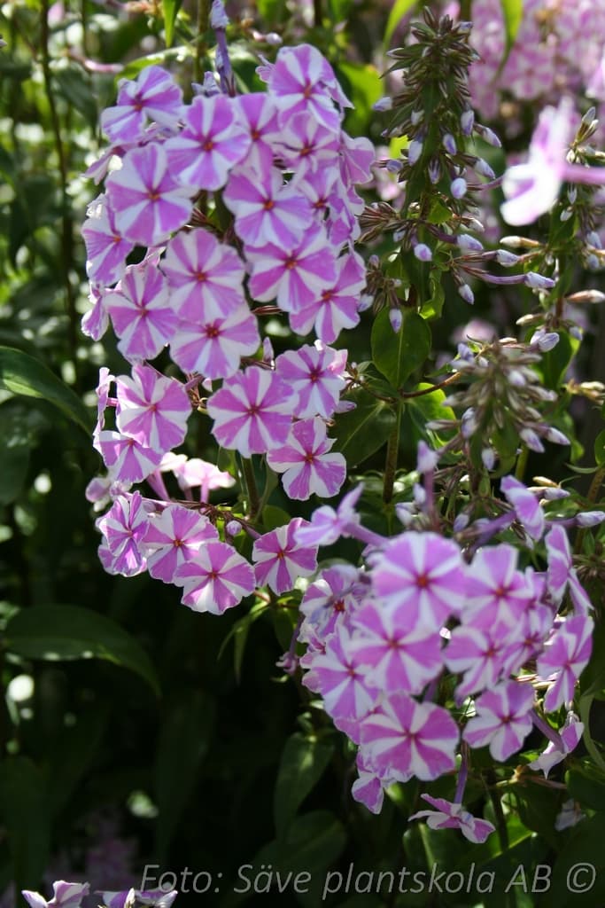 Phlox maculata  'Natascha'