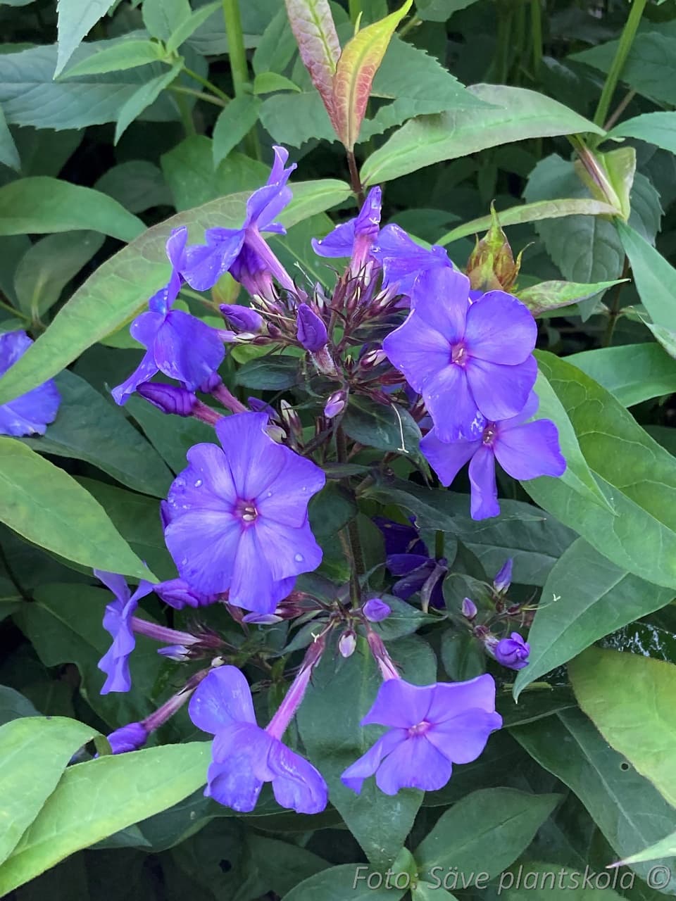 Phlox paniculata 'Blue Paradise'