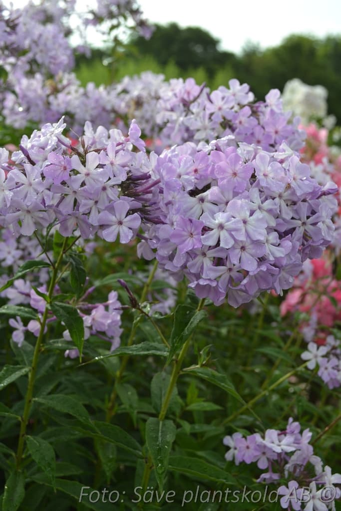 Phlox paniculata 'Alma Jansson' Grönt kulturarv ®
