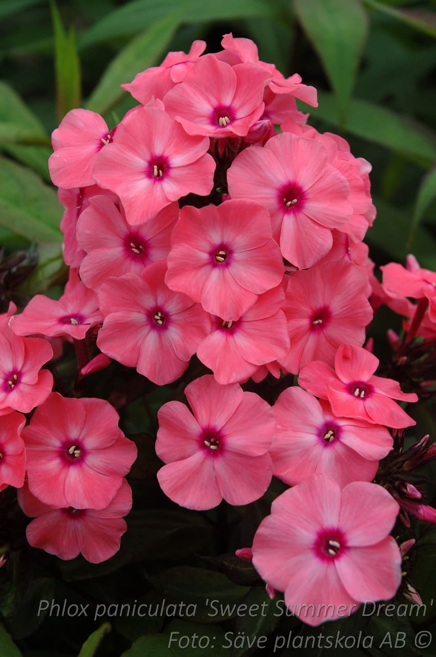 Phlox paniculata 'Sweet Summer Dream'