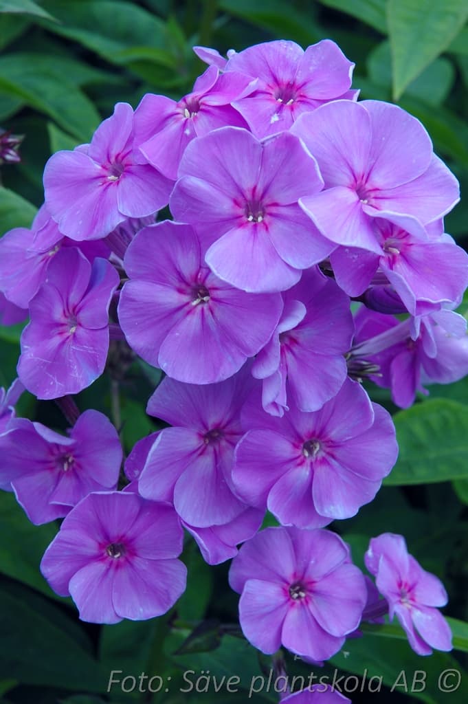 Phlox paniculata 'Sweet Summer Ocean'