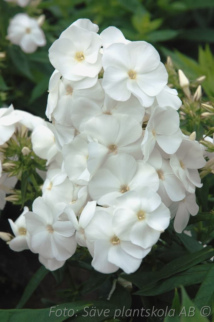 Phlox paniculata 'Sweet Summer Snow'