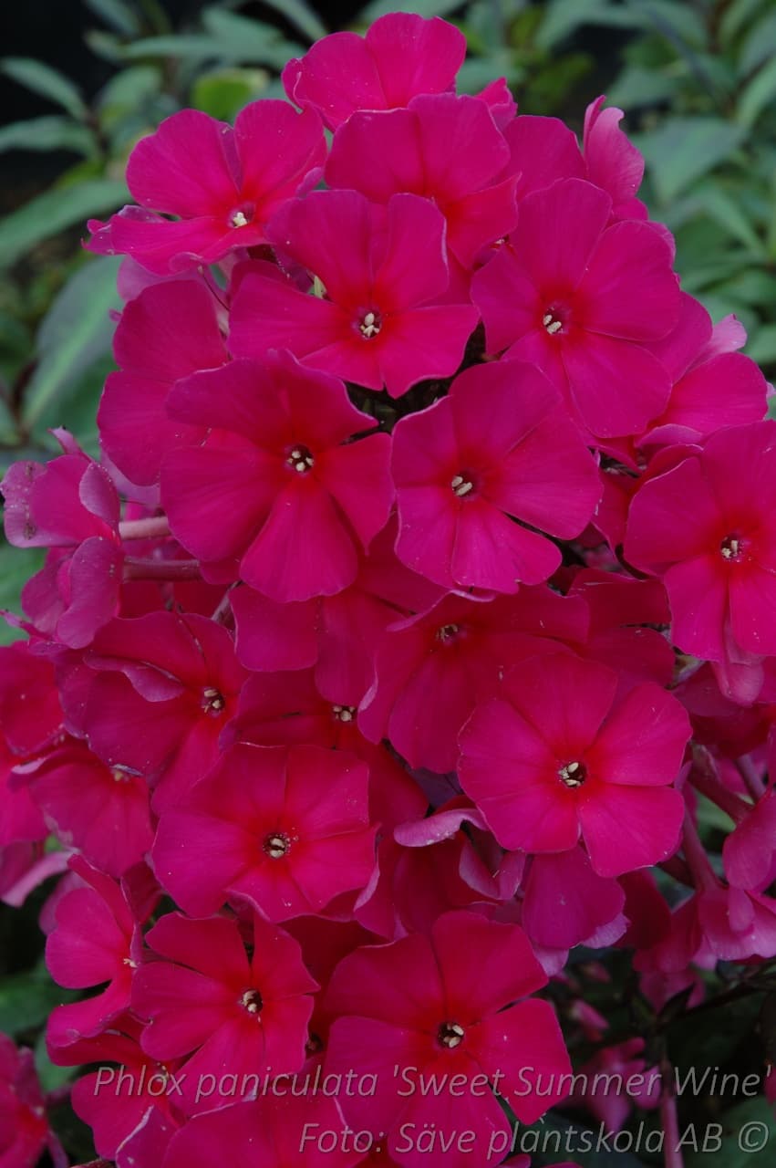 Phlox paniculata 'Sweet Summer Wine'