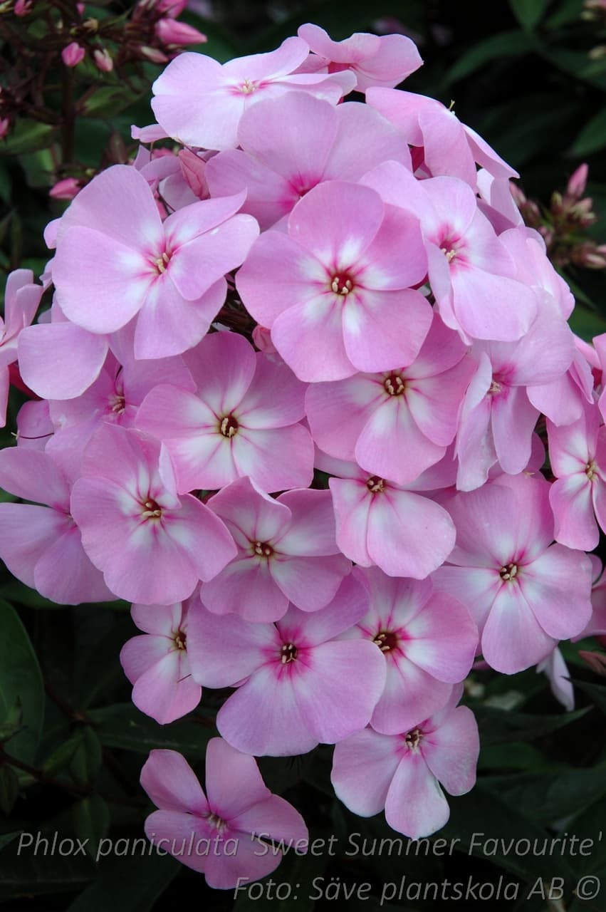 Phlox paniculata 'Sweet Summer Favourite'
