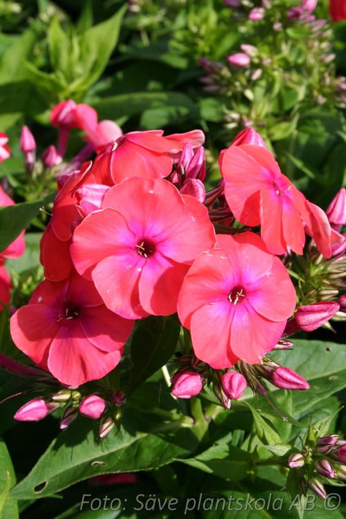 Phlox paniculata 'Coral Flame'