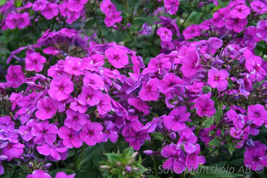 Phlox paniculata  'Purple Flame' (PBR)