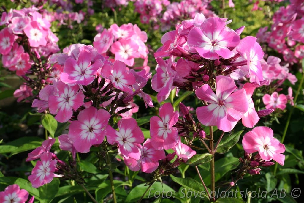 Phlox paniculata 'Pink Eye Flame' (PBR)