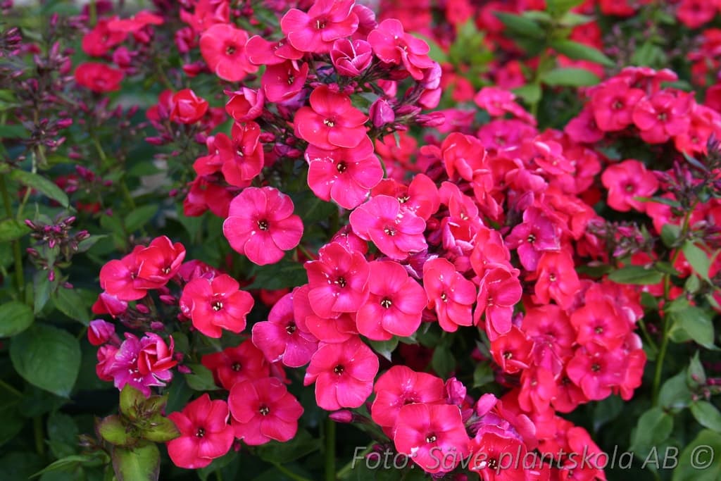 Phlox paniculata 'Red Flame'