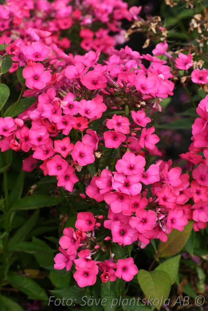 Phlox paniculata 'Famous Pink Eye' (PBR)