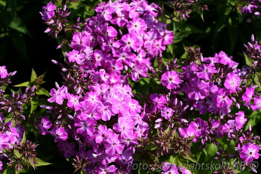 Phlox paniculata 'Famous Purple' (PBR)