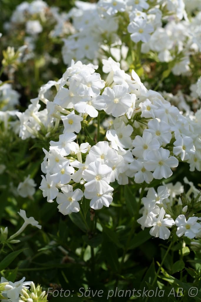 Phlox paniculata 'Early White'