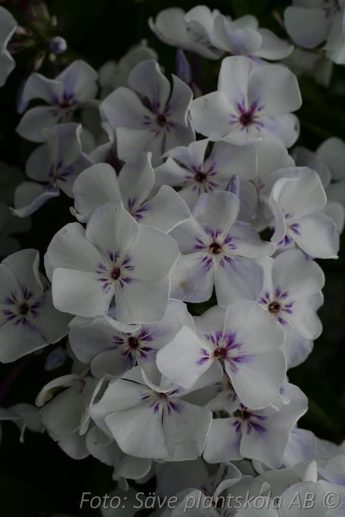 Phlox paniculata 'Famous White Eye' (PBR)