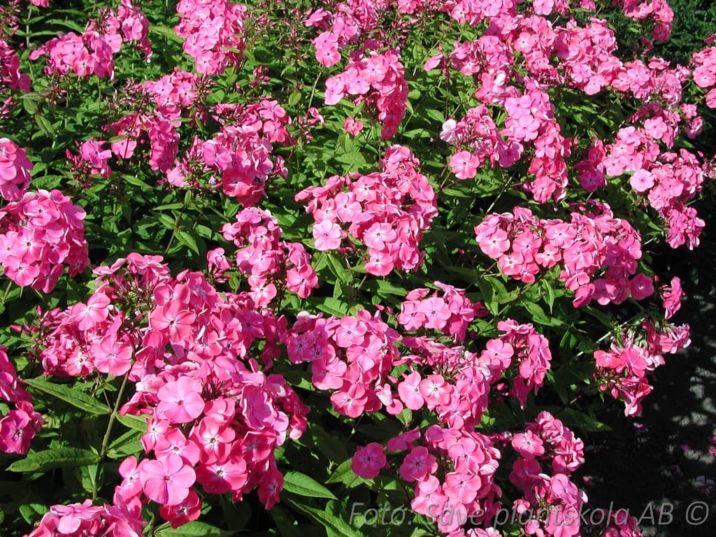 Phlox paniculata 'Famous Cerise' (PBR)