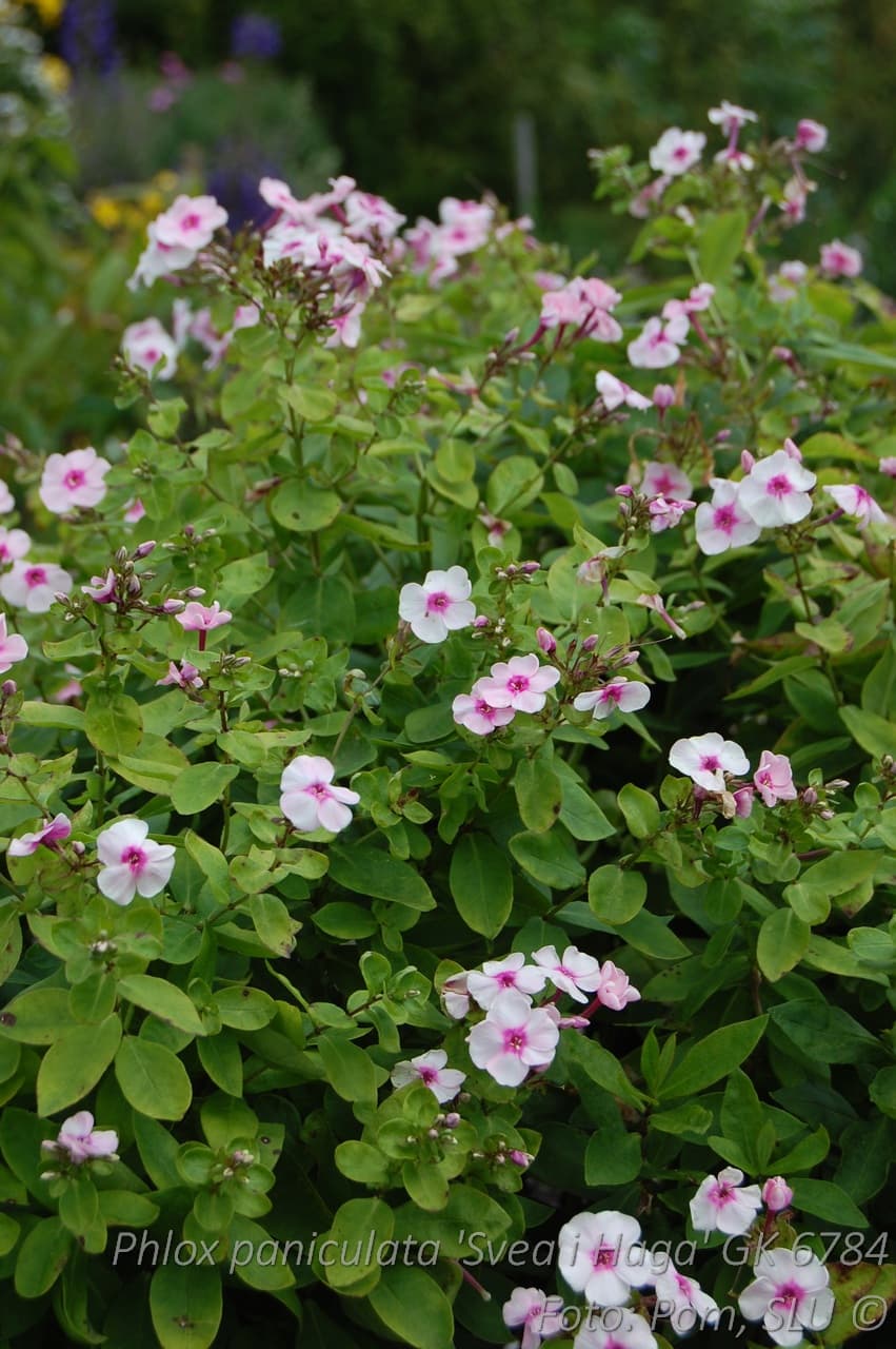 Phlox paniculata 'Svea i Haga' Grönt kulturarv ®