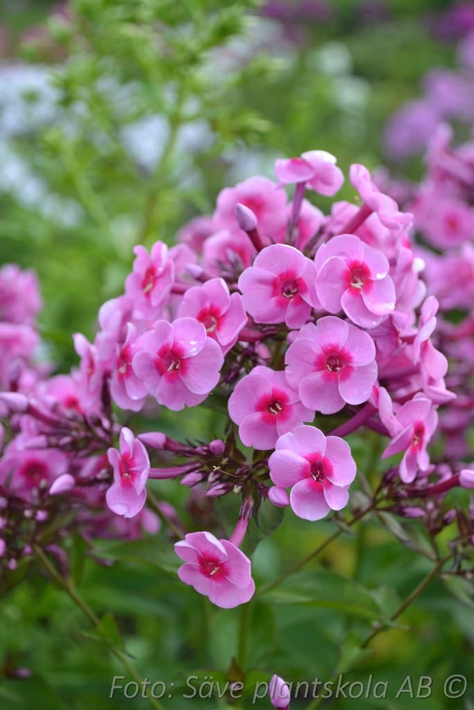 Phlox paniculata 'Morfar Albert' GK ®