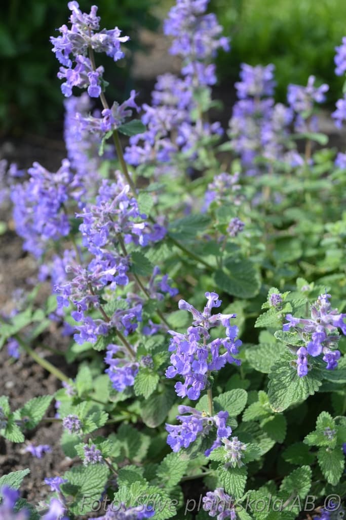Nepeta racemosa 'Linghem' Grönt kulturarv ®
