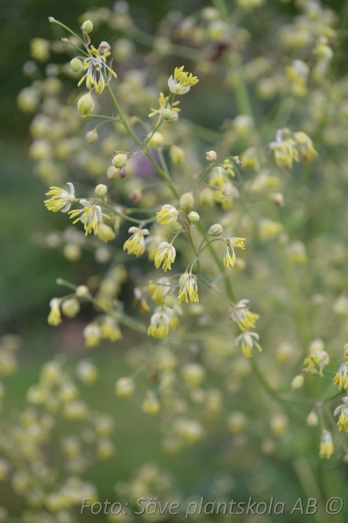 Thalictrum minus 'Rospiggen' Grönt kulturarv ®
