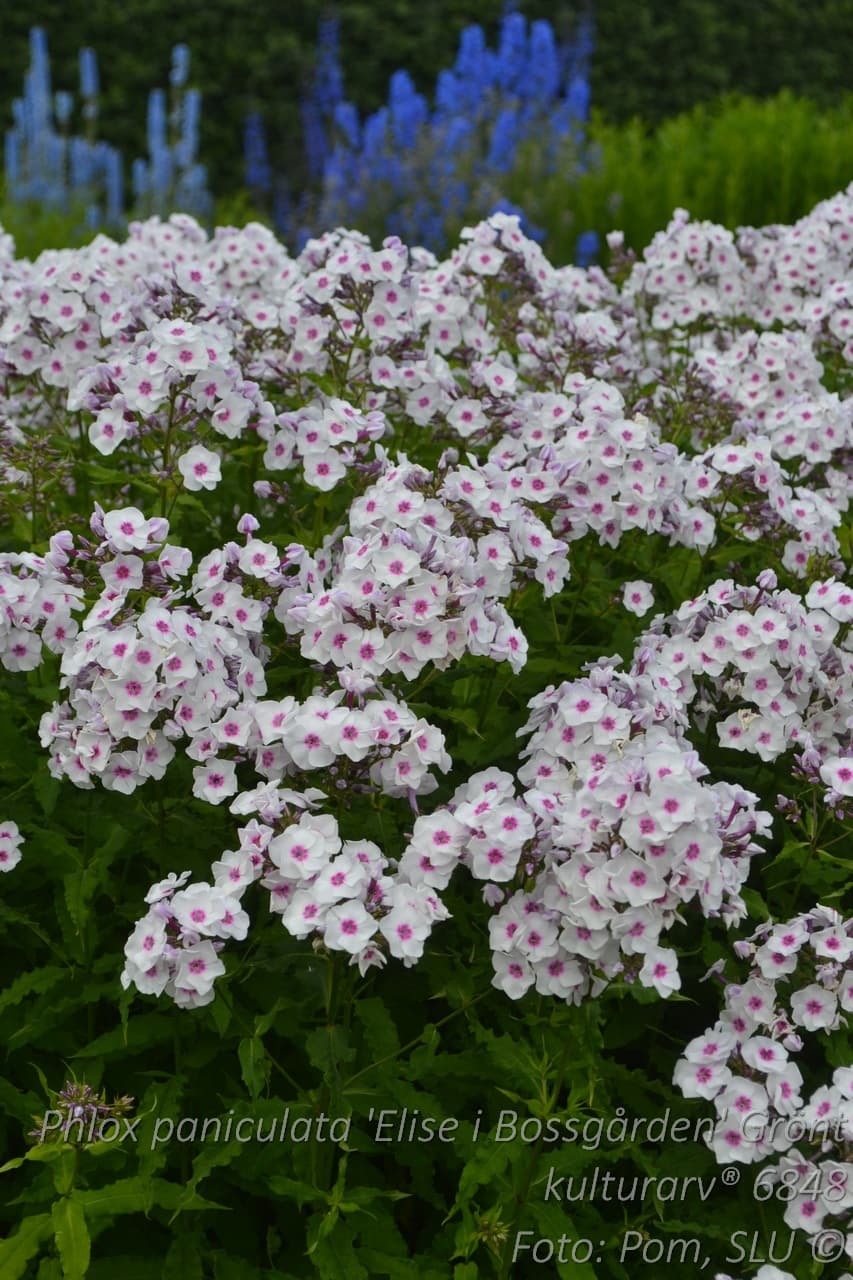 Phlox paniculata 'Elise i Bossgården' GK ®