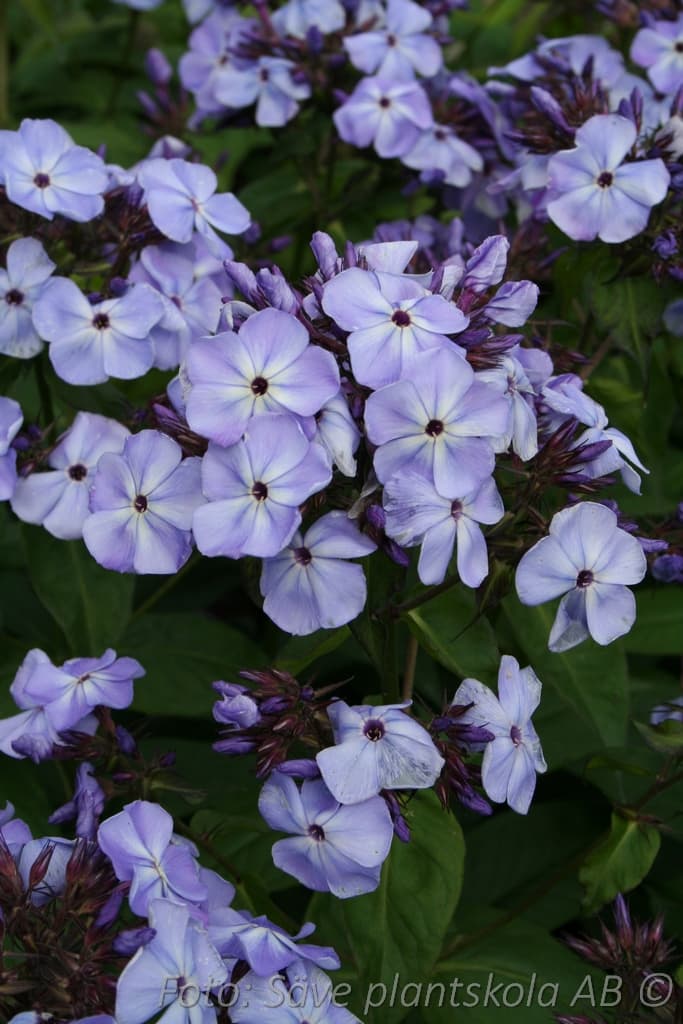 Phlox paniculata  'Violet Flame'  (PBR)